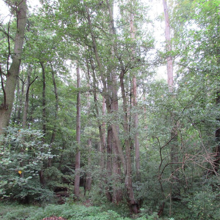 Eifel-Landhaus Ferienwohnungen "Em Gardestueffje" เมเคอร์นิค ห้อง รูปภาพ